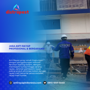 Jasa Anti Rayap Depok Bergaransi 5 Tahun – Basmi Tuntas Sampai Ratu!